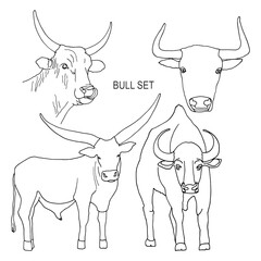 Set sketch of a standing bull with large horns, isolated on a white background. Contour vector illustration for coloring and other design