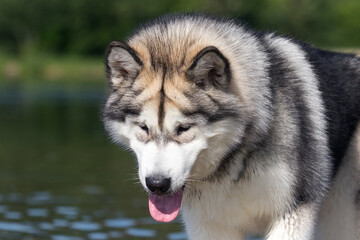 portrait big dog alaskan malamute