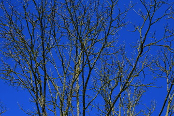 Eine kahle Baumkrone mit blauem Himmel im Hintergrund