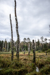Fototapeta premium autumn in the forest. Swamps