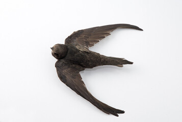 Dead swallow isolated on white background. Selective focus.