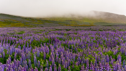 Fototapeta premium a field of Lupinus in Skalanes, near Seydisfjordur, Iceland during a cloudy summer day