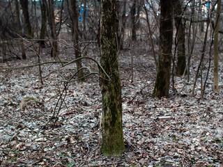 footpath through the forest in spring