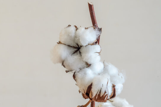 Flowering cotton plant on a branch