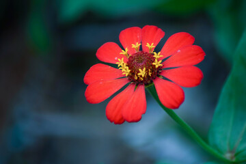red flower in the garden