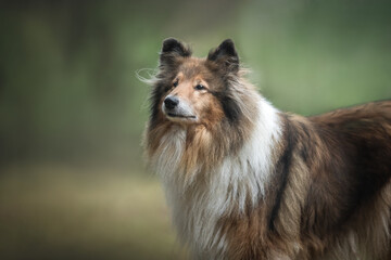 Fototapeta na wymiar Shetland shepherd dog om the nature background.