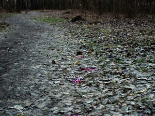 footpath through the forest in spring