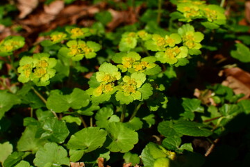 Gelbe Blätter im Wald und Sonnenschein