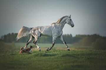 Little brave dog chasing a grey horse on the pasture.