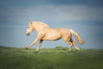 Naklejka na ściany i meble Palomino horse running free on the summer meadow.