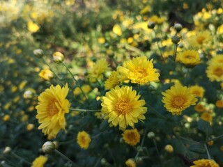 Bush Chrysanthemum indicum Scientific name Dendranthema morifolium, Flavonoids,Closeup pollen of yellow flower blooming in garden on blurred of nature background