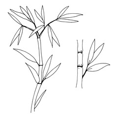 Obraz premium Hand drawn illustration with bamboo stem and leaves. Set of bamboo tree leaves. Hand drawn botanical collection.