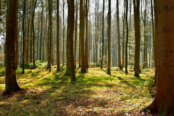 Sonnenschein dringt durch die Bäume im Wald 