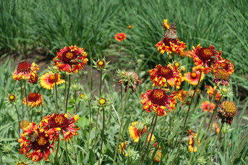 Vanessa cardui and bees pollinating flowers of Gaillardia Fanfare in June