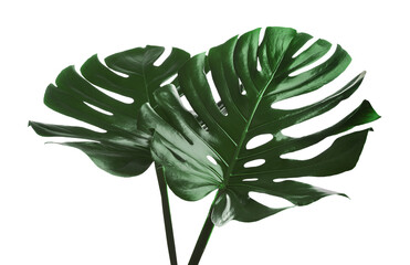 Beautiful monstera leaves isolated on white. Tropical plant