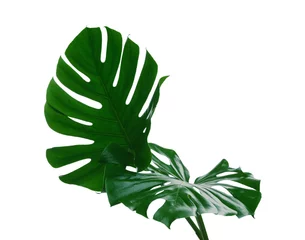 Poster Monstera Beautiful monstera leaves isolated on white. Tropical plant