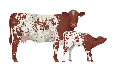 Farm animal - Cow with Calf. Shorthorn - The Best Beef Cattle Breeds. Vector Illustration.