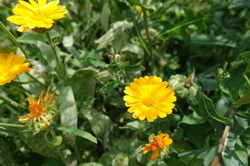 Vibrant yellow flowers of Calendula officinalis in July