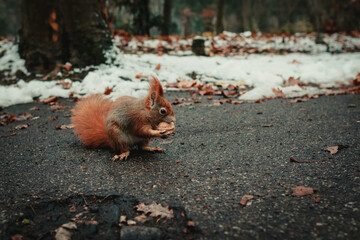 Eichhörnchen sitzt an einem Weg im Winter und nagt an einer Walnuss.