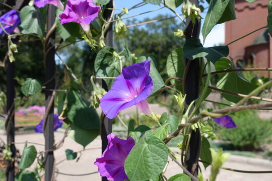 Close view of purple and pink flowers of Ipomoea purpurea in July