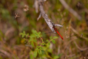 Sympetrum sanguineum insect. a red dragonfly sitting on a stick