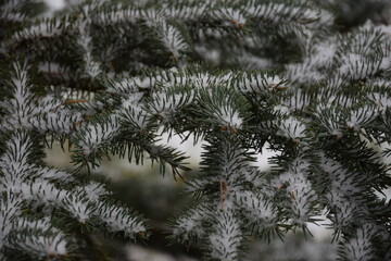 Christmas tree branches under snow background świerk choinka ośnieżone zielone gałęzie...