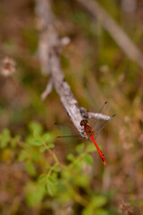 Sympetrum sanguineum insect. a red dragonfly sitting on a stick