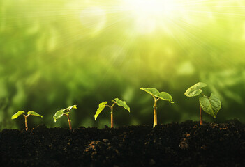 Young plant growing at sunlight. Saving environment, save clean planet, ecology concept.World Earth Day banner.