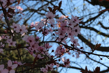 
Many pink flowers bloomed on the tree in spring in the garden