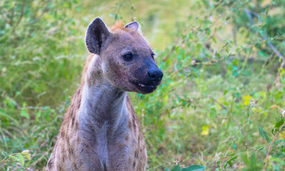 A portrait of a female spotted hyena.
Scene at a game drive in National Park South Africa.