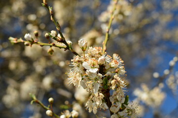 Nahaufnahme einer Birnenblüte auf dem Baum im Frühling
