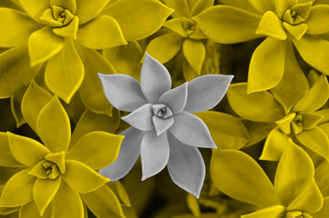 Succulent plant background.Illuminating and ultimate gray color of the year 2021