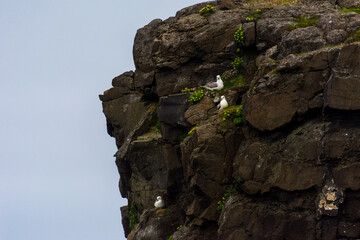 Birds nesting in the nature reserve in Skalanes, Iceland during summer time
