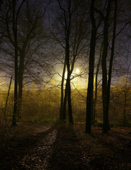 silhouettes of large trees against artificial lights near motorway in winter at night