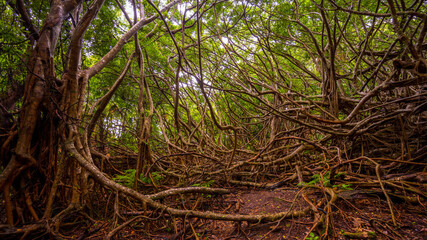 Fototapeta premium 小笠原諸島・父島