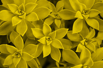 Succulent plant background.Illuminating yellow trendy color of the year 2021
