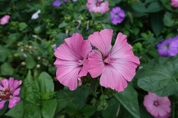 Pair of pink flowers of Lavatera trimestris in August