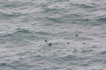 Puffins floating on the eastern coast of Iceland in the summer time