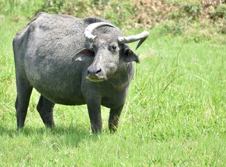 Water buffalo standing in a soggy field 