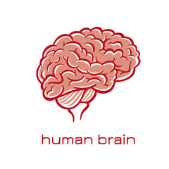 02_Nieren_Gehirn_darm