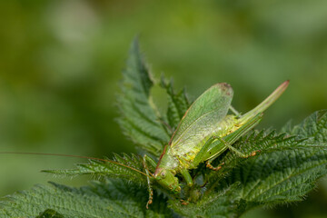 grasshopper on a leaf