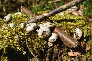 Faule Pilze im Wald wachsen auf Moos