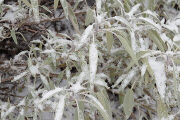 Szałwia lekarska pod śniegiem, sage herb under snow © Anna