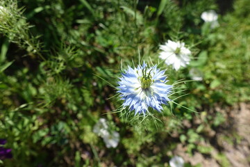 Light blue and white flowers of Nigella damascena in June