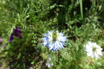 Pale blue and white flowers of Nigella damascena in June