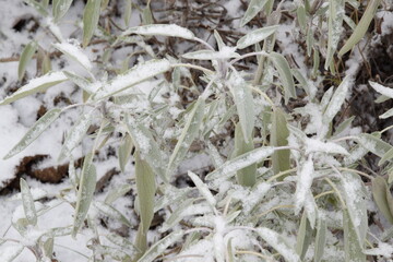 Szałwia lekarska pod śniegiem, sage herb under snow