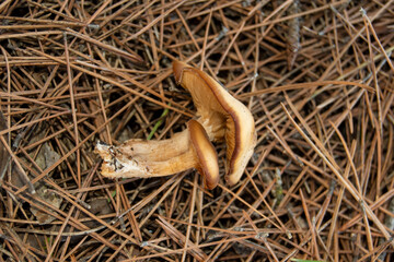 Seta de bosque en el pinar en otoño