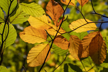 autumn leaves in the sun