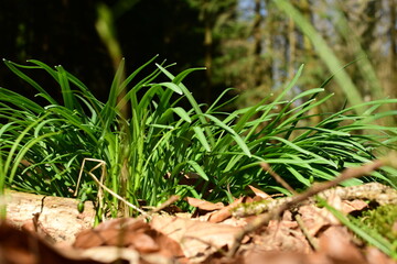 Ein Gras Busch im Wald wird von der Sonne beleuchtet