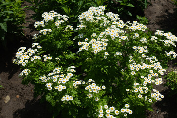 Numerous white flowers of Tanacetum parthenium in June